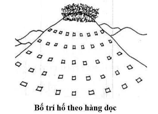 đào hố theo hàng dọc_1672714114.png